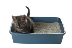 Cat Care Tips - Litter Box 