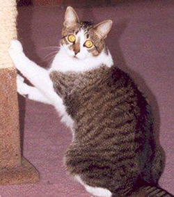 Cat Care Tips - Choosing a Scratching Post