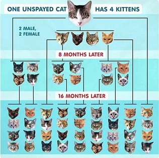 Spay or Neuter Your Pet