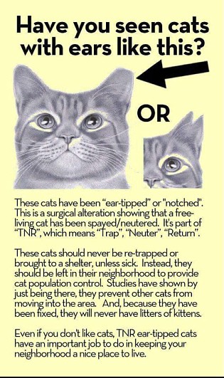Feral Cats - trap-neuter-vaccinate-return program