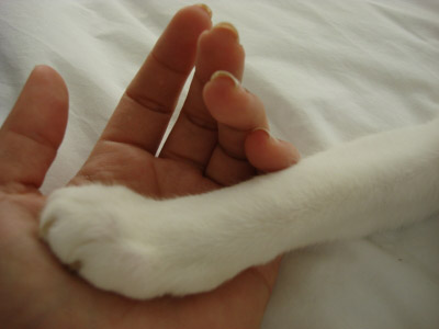 cat declawing is a cruelty