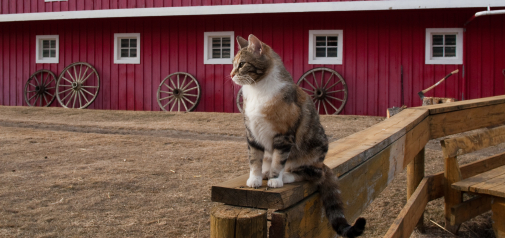 Barn Buddy Program for Cats