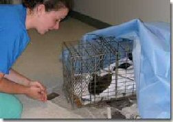 Feral Cats - trap-neuter-vaccinate-return program