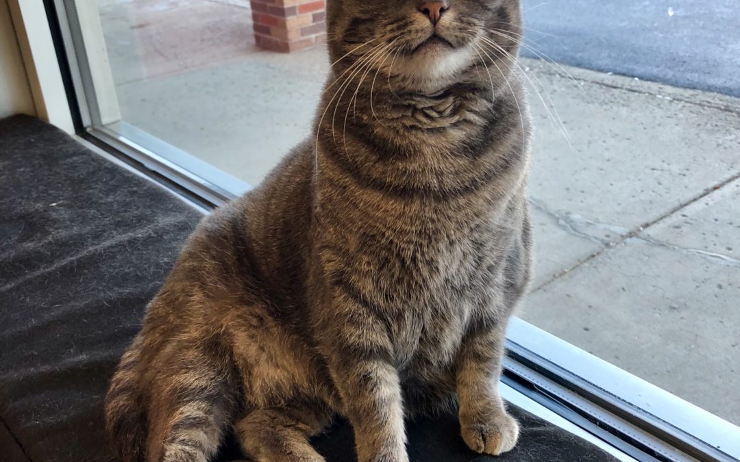 Cat Ballou