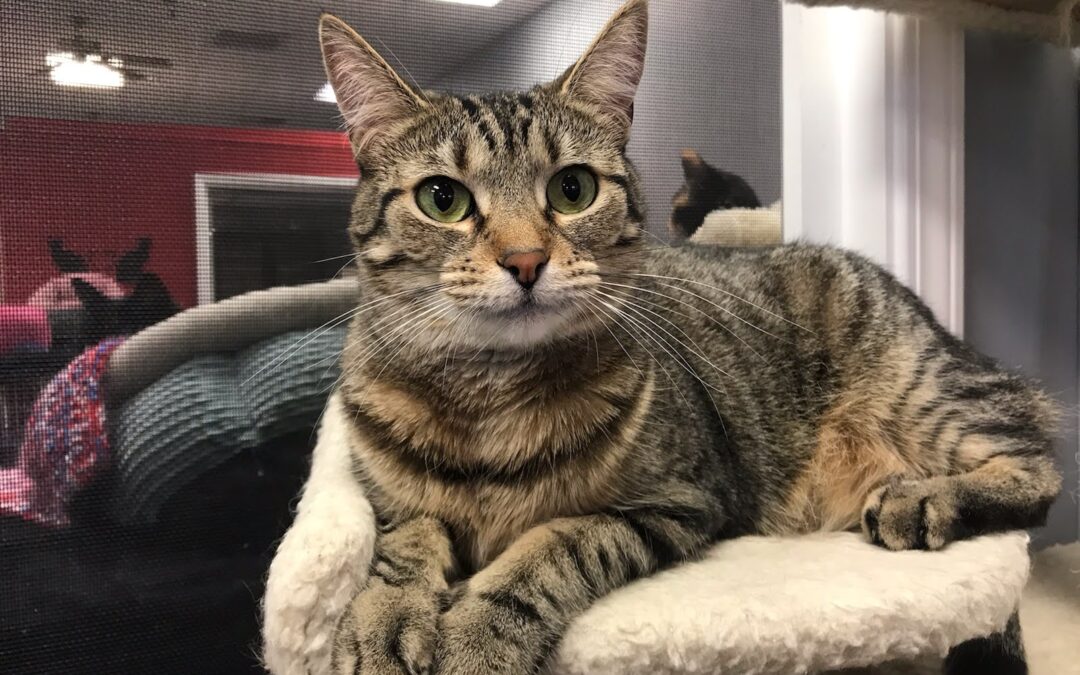 Gertrude