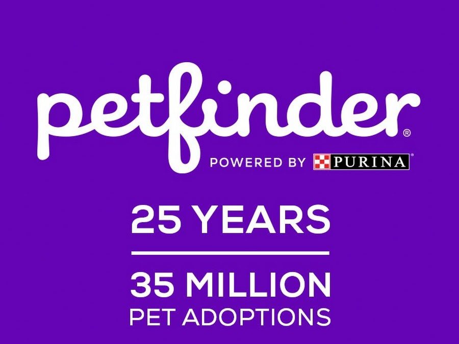 Petfinder – All Cats